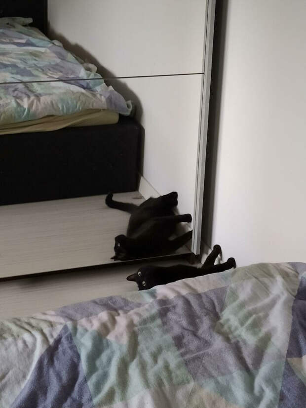 Котики, с которыми происходит что-то непонятное