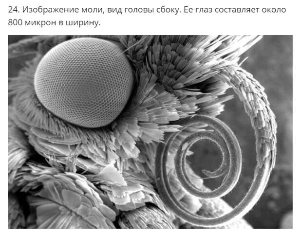 30+ фантастических снимков предметов и существ под микроскопом интересное, под микроскопом