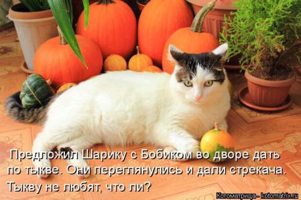 Свежая котоматрица на Бугаге (27 фото)