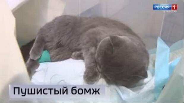 Забавные, странные и смешные заголовки из СМИ