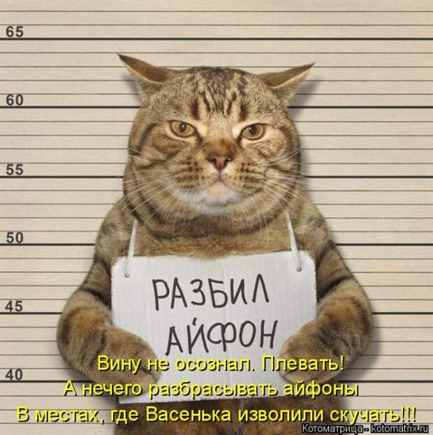 Лучшие котоматрицы недели (50 фото)