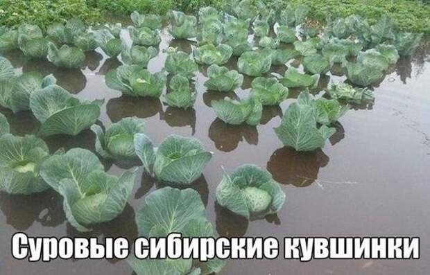 Смешные картинки с надписями прикол, юмор