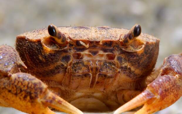 Животные на грани вымирания IUCN 8 Животные на грани вымирания