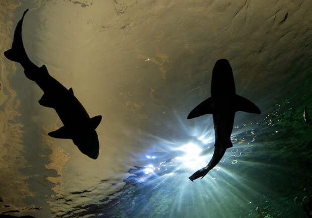 Каждый сходит с ума по-своему: но все в восторге Более 13 тысяч различных животных, относящихся примерно к 450 видам, будут плавать в количестве воды, равном примерно 6 миллионов литров. Среди необычных развлечений - возможность поспать с акулой . Вернее, остаться на ночь под аквариумом с ней. Интересное в мире, истории, новости