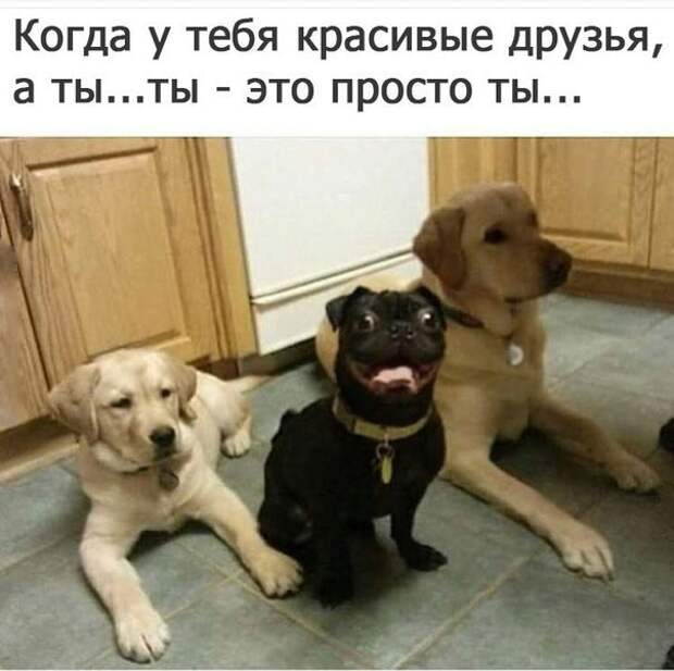 Картинки с надписями  мем, прикол, юмор