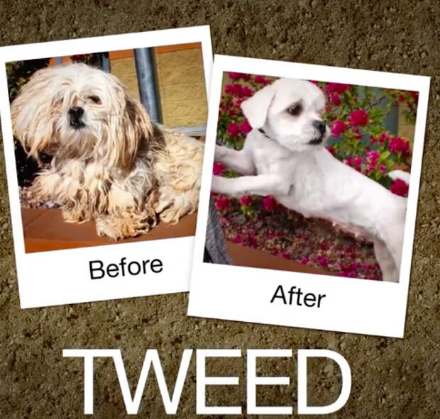 Tweed-e1470664614843