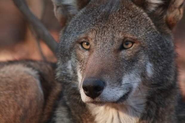 Исчезающий вид: последние рыжие волки на планете животные, исчезновение, рыжий волк, угроза