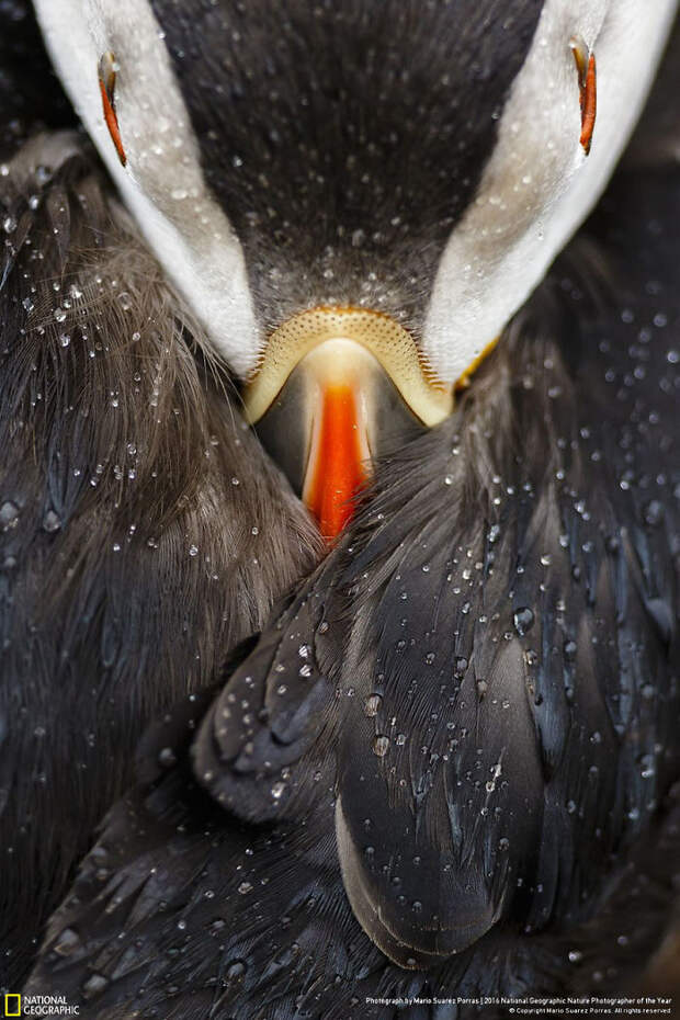 Honorable Mention, Animal Portraits: Puffin Studio, United Kingdom