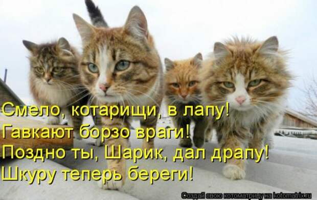 Свежая и прикольная котоматрица (32 фото)