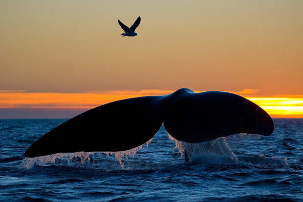 fotografii kitov 13