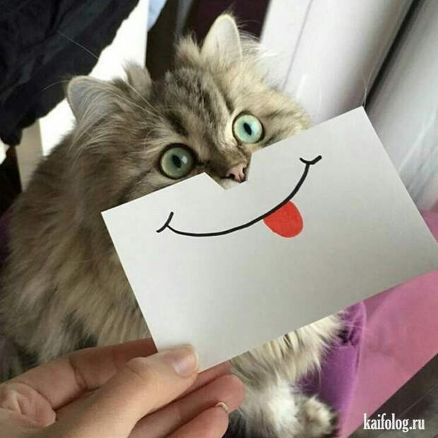 Кошечки (50 фото)