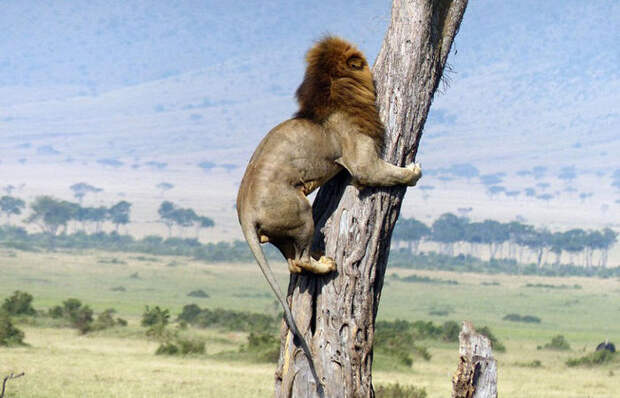 От кого «царь зверей» залез на дерево как испуганный котенок