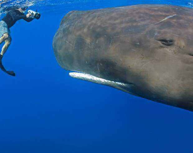 30 величественных фотографий китов