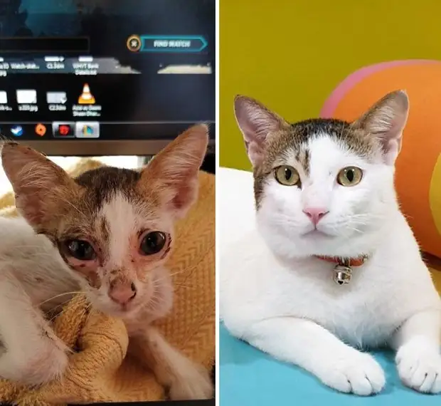 Подобранные на улице коты на снимках: до и после