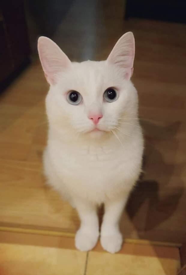 помощь котам белый кот