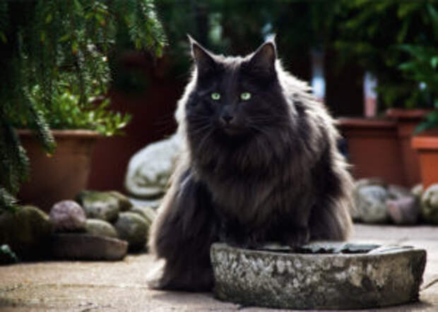 Описание норвежской лесной кошки