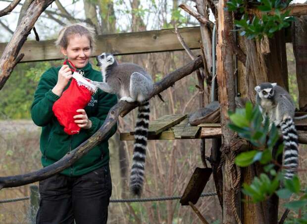 Животные в Лондонском зоопарке получили рождественские подарки