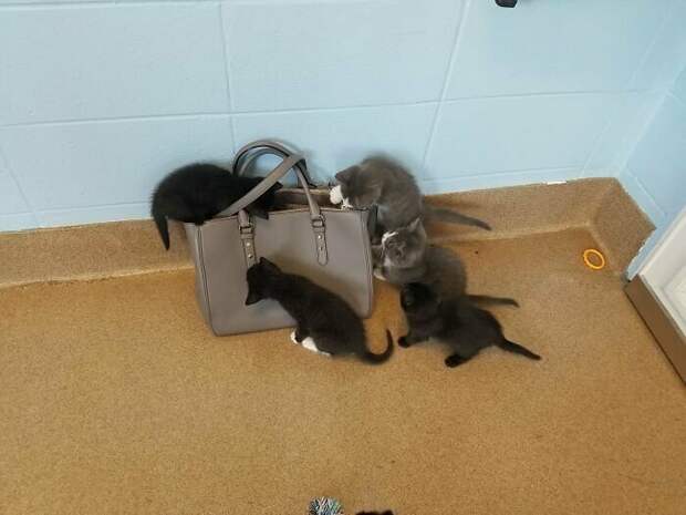 Котики, которые так и притягивают внимание к себе Котики, которые так и притягивают внимание к себе