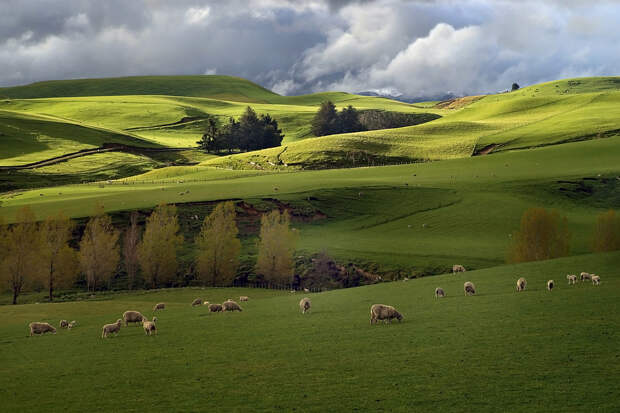 Pastoral