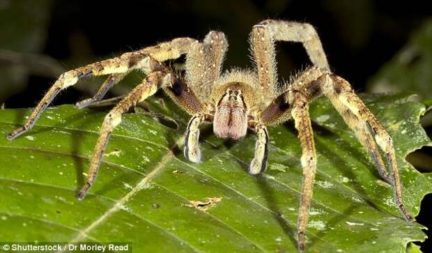 Пришелец из кошмаров: Ужасающий паук размером с кулак с красными клыками найден в мексиканской пещер насекомые, открытия, пауки