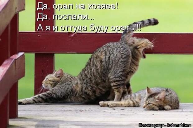 Котоматрица новая и прикольная (37 фото)