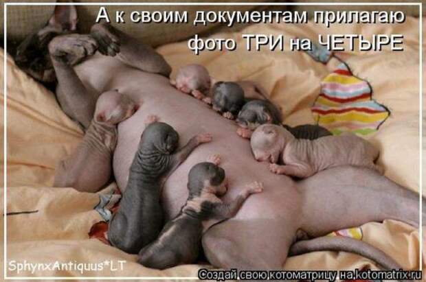 Котоматрицы(картинки с надписями)