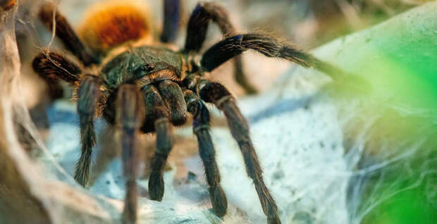 ba8ebcf2f413df80de8c4ace9ff4dc73