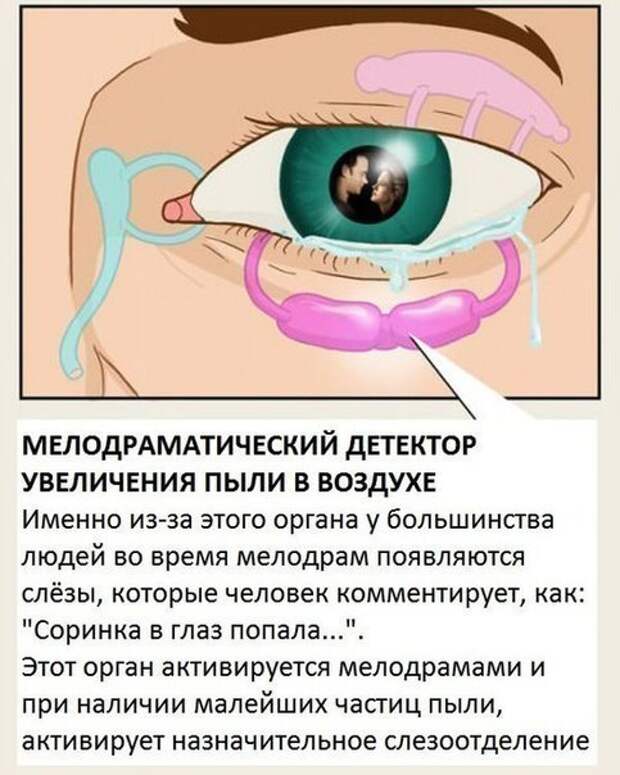 Органы, о существовании которых вы не знали.