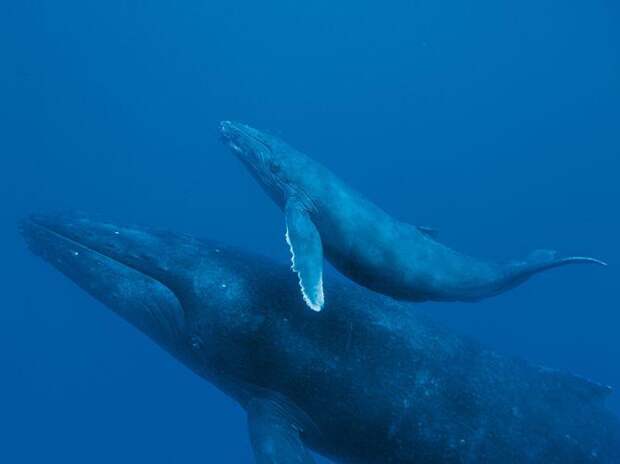 Интересные факты о Китах, детеныш кита
