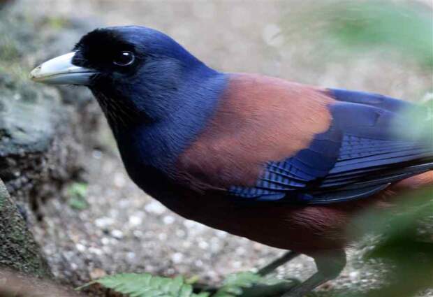 Украшенная сойка Garrulus lidthi