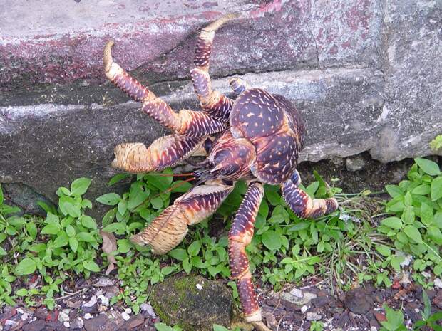 Coconutcrab04 Самый крупный представитель членистоногих, кокосовый краб!