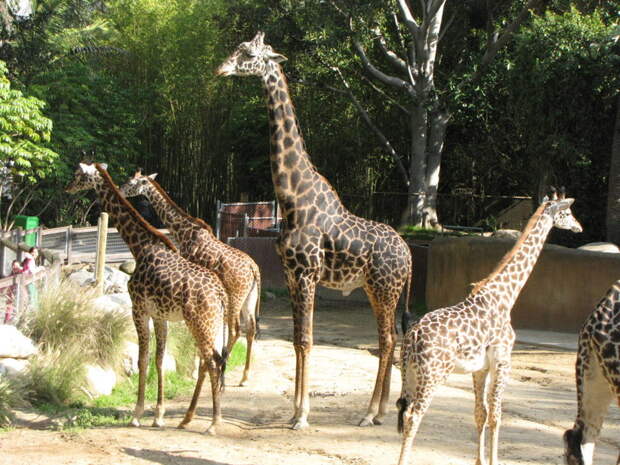 Самые красивые зоопарки мира животные, зоопарк, интересное, картинки