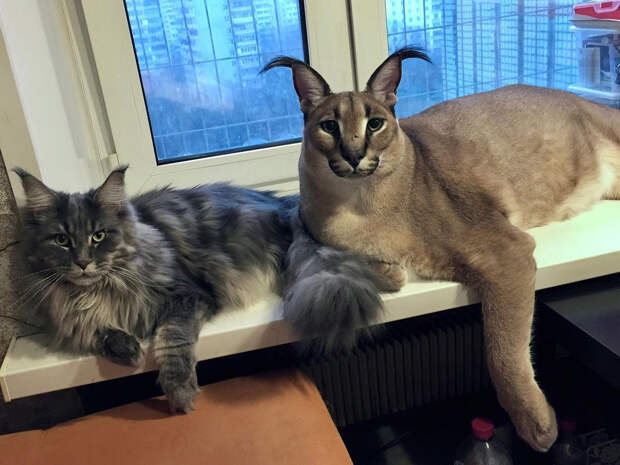 Кто же на самом деле этот кот Шлепа, самый популярный котомем? (ФОТО)