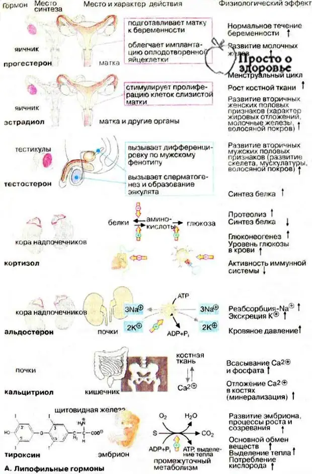 За что отвечают гормоны. Таблица выработки гормонов в организме человека. Схема выработки гормонов у женщины. Гормоны и их функции в организме человека кратко. Гормоны и место их синтеза.