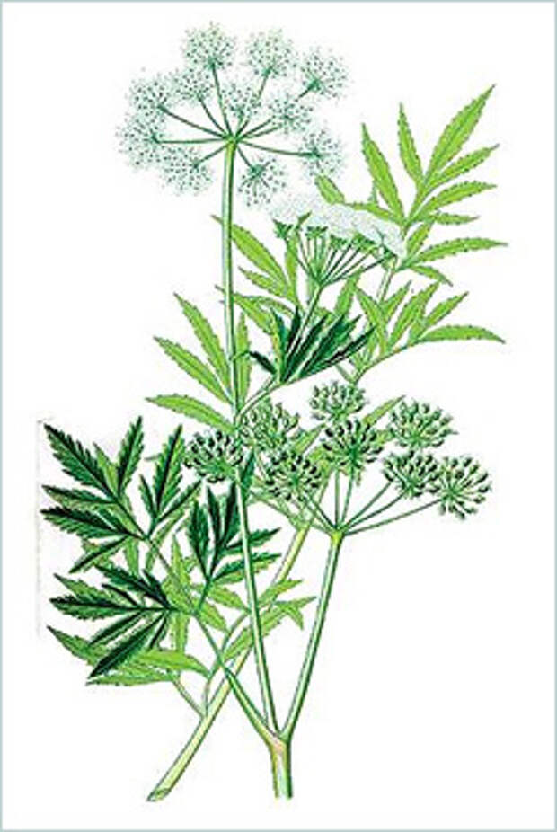 Цикута (Cicuta virosa)