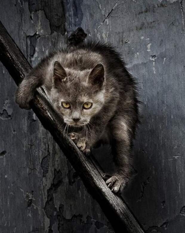 Боевые Коты... разное, животные