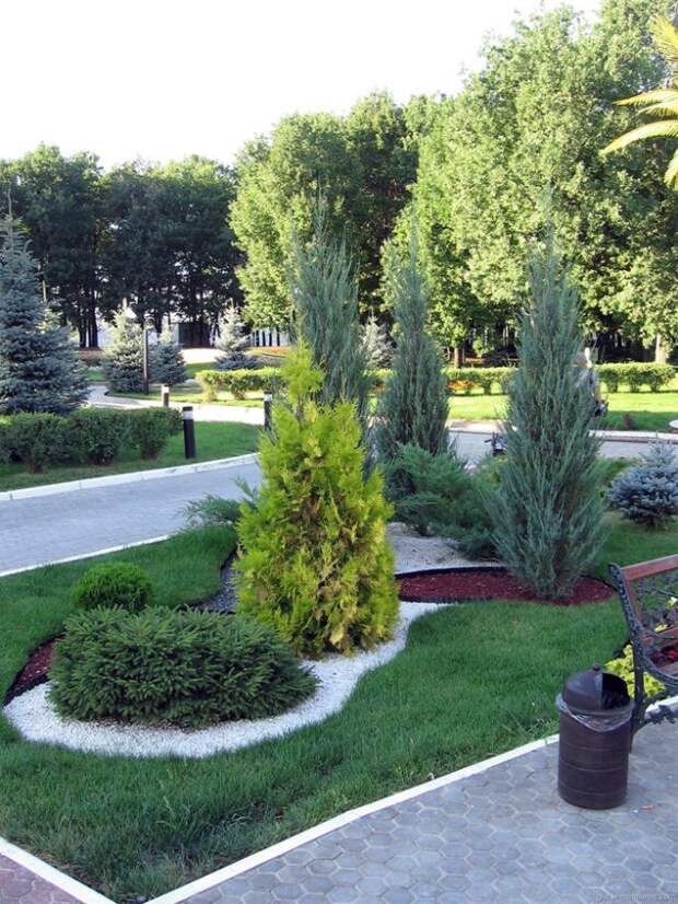 Хвойные растения для сада: выбираем самые неприхотливые культуры (65 фото)