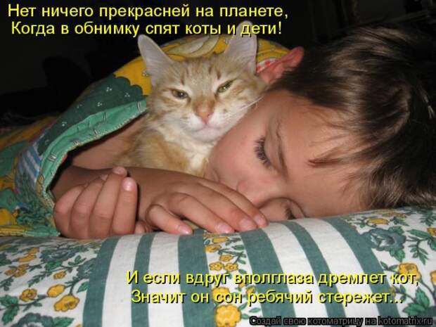 Лучшие котоматрицы недели (50 фото)