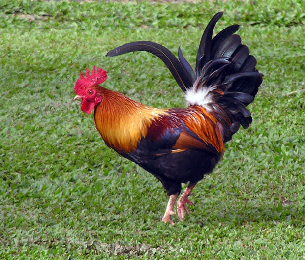 http://www.wikihow.com/images/0/09/Rooster-4320.jpg
