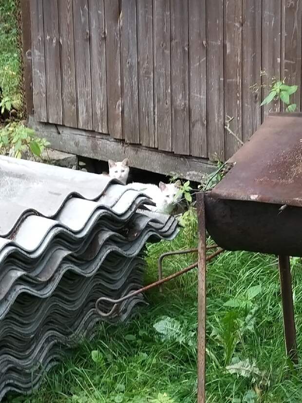 Им нужен шанс для жизни. Дадите??
