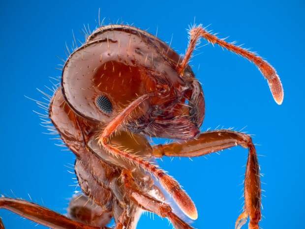 Энтомолог испытал на себе самые болезненные укусы насекомых и составил шкалу боли