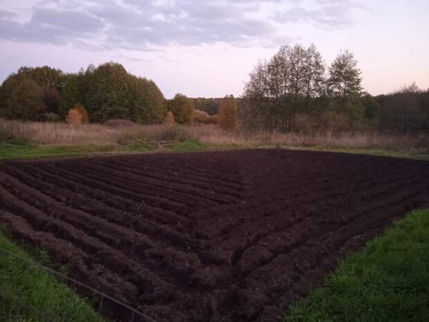 Экс-руководителя самарского Росимущества осудили за уничтожение краснокнижных растений