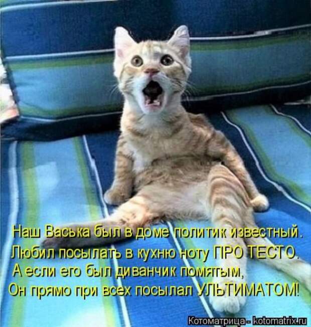 Новая котоматрица (39 фото)