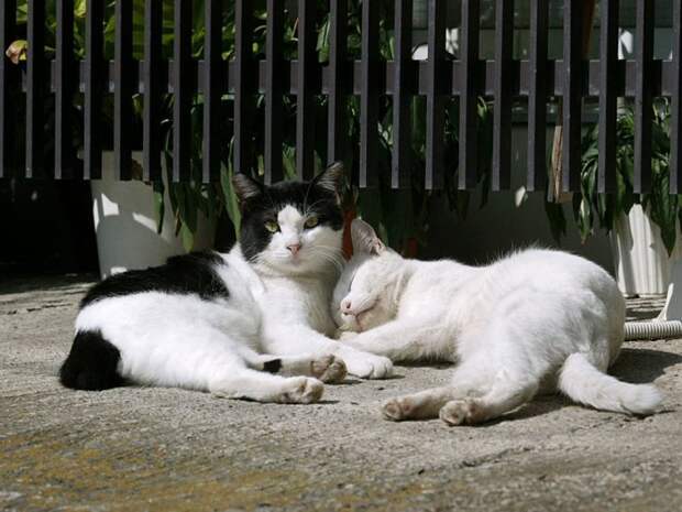 Коты,кошки,котята...