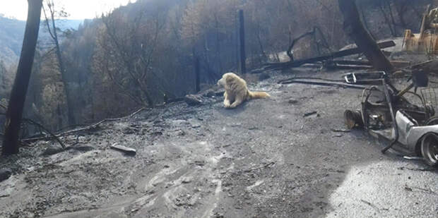 Собака месяц прождала хозяйку на руинах сгоревшего дома, Андреа Гейлорд, собака Мэдисон