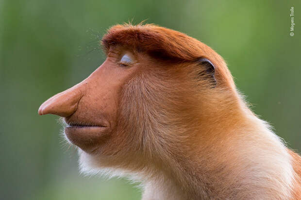 Портрет обезьяны-носача. Фото Могенса Тролле (Дания).