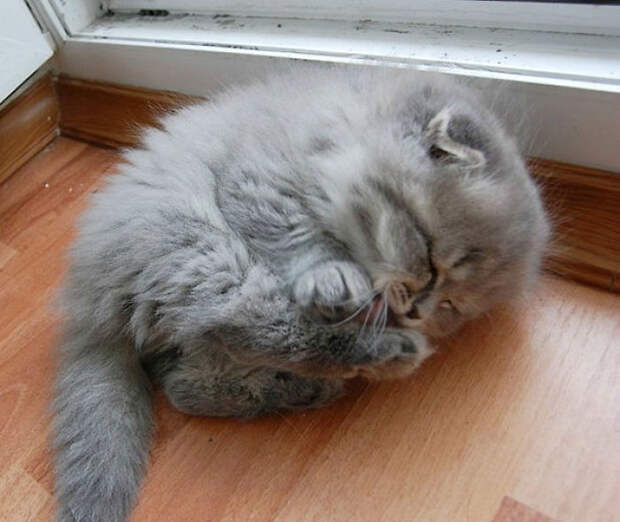Here We See A Baby Wigglefloof Cleaning Its Tiny Squishbeans