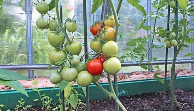 10 ошибок при выращивании рассады помидоров
