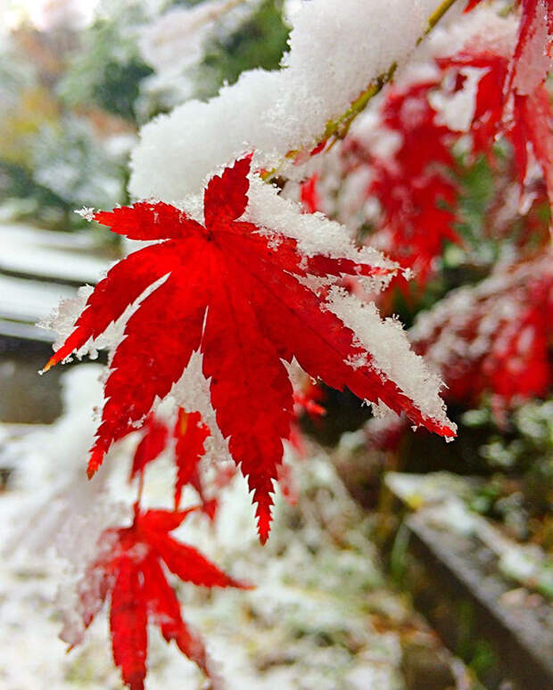 Tokyo First Snow In November 2016