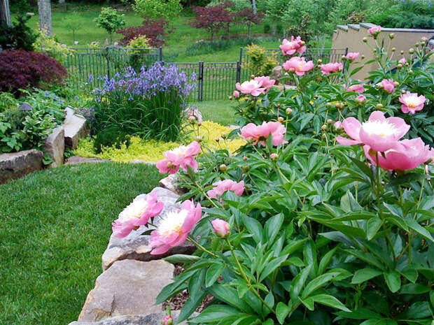 Beautiful Spring Flowers
